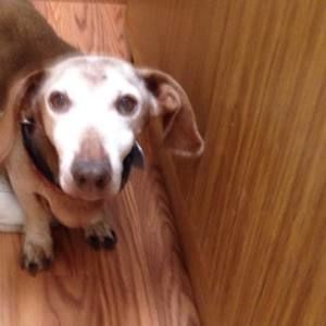 Meet your Posher, Lois